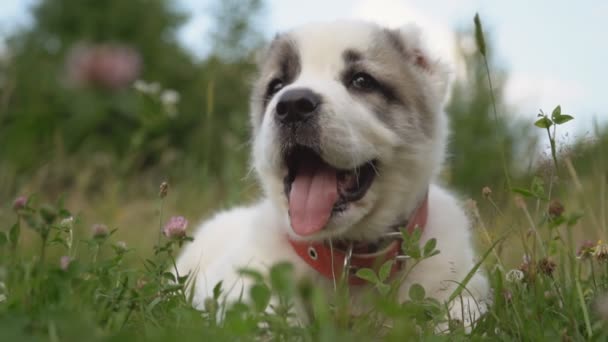 Alabai doğurmak köpek yavrusu — Stok video