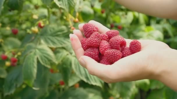 Assembly raspberries closeup — Stock Video