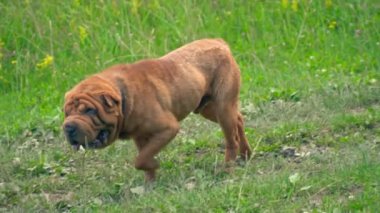 cins shar pei