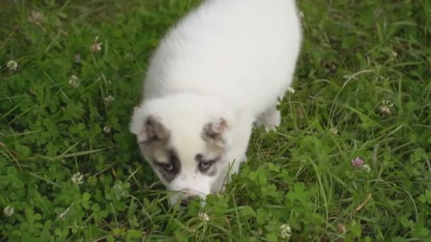 Alabai doğurmak köpek yavrusu — Stok video