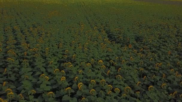 Sunflower Flowers Birds Eye View — Stock Video