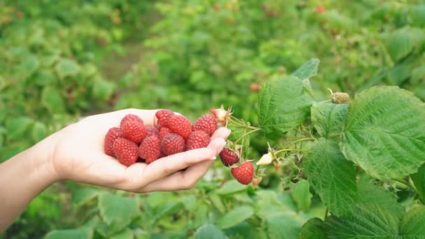 Assembly raspberries closeup — Stock Video