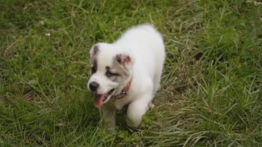 Alabai doğurmak köpek yavrusu