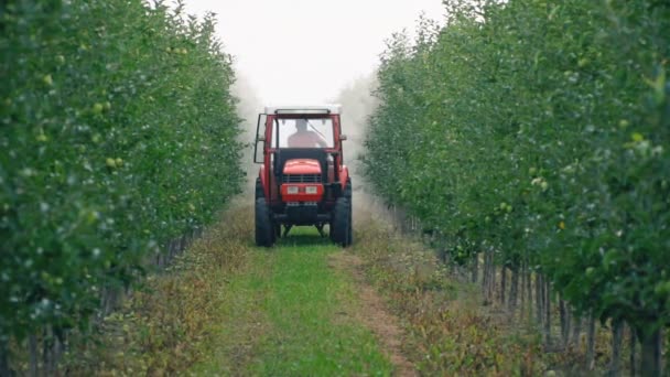 Apple tree besprutning med en traktor — Stockvideo