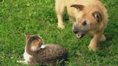 bir köpek ve kedi Savaşı
