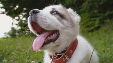 Alabai doğurmak köpek yavrusu