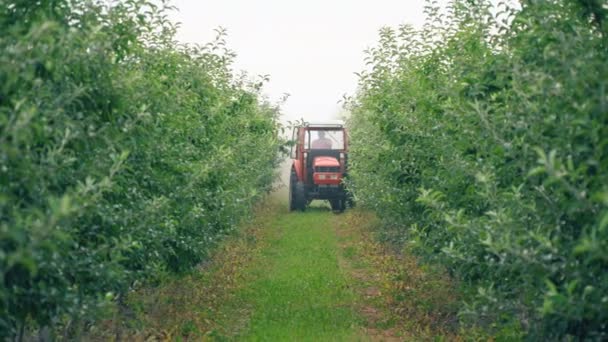 Appelboom, spuiten met een trekker — Stockvideo