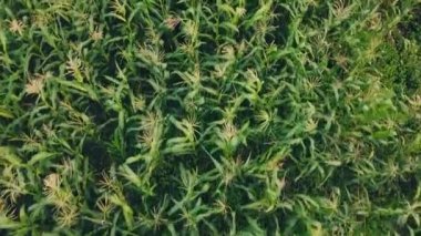 Mısır bitkileri kuş görünümü göz