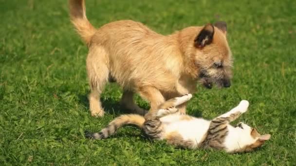 A batalha de um cão e um gato — Vídeo de Stock