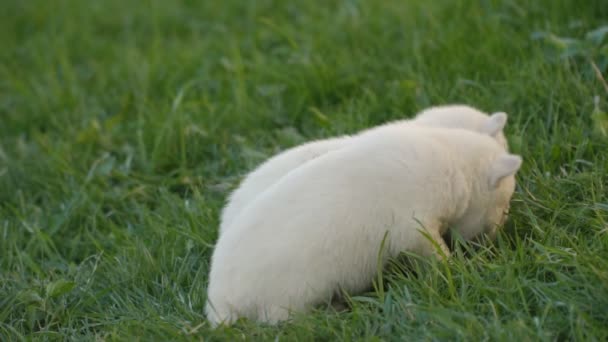 Witte husky pups — Stockvideo