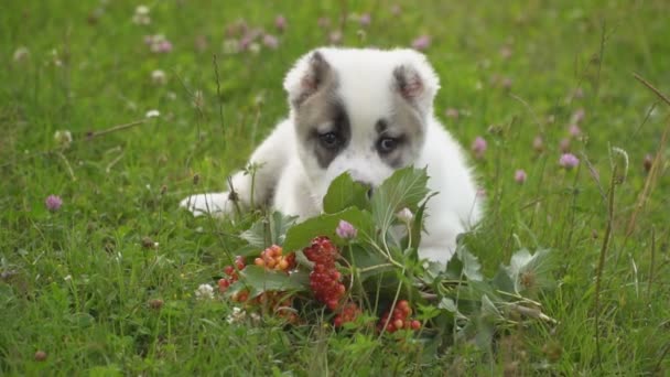 Щеня породи собаки і щенята — стокове відео
