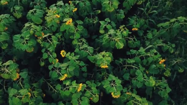 Blommor av solros — Stockvideo