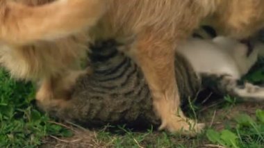 bir köpek ve kedi Savaşı