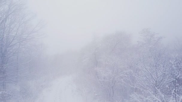 Дерева покриті снігом — стокове відео