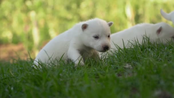 Filhotes de cachorro branco husky — Vídeo de Stock