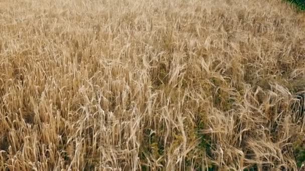 Avena madura en el campo — Vídeos de Stock