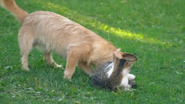 Битва собаки і кішки — стокове відео