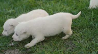 Beyaz husky yavruları