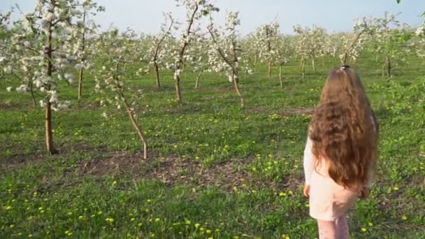 Kleines Mädchen spaziert durch den Apfelgarten — Stockvideo