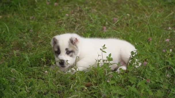 Cucciolo di razza Alabai — Video Stock