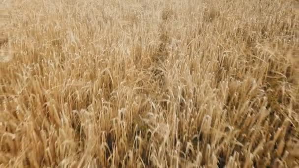 Ripe oats on the field — Stock Video