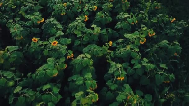 Blommor av solros — Stockvideo