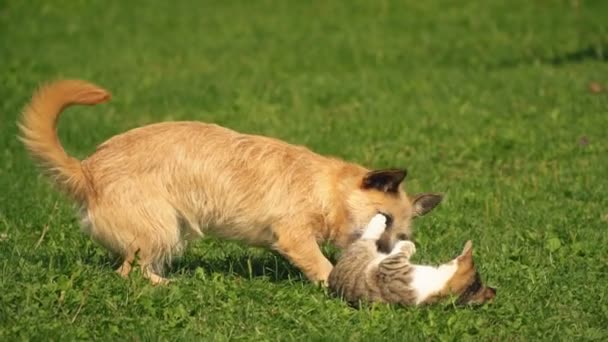 La batalla de un perro y un gato — Vídeos de Stock