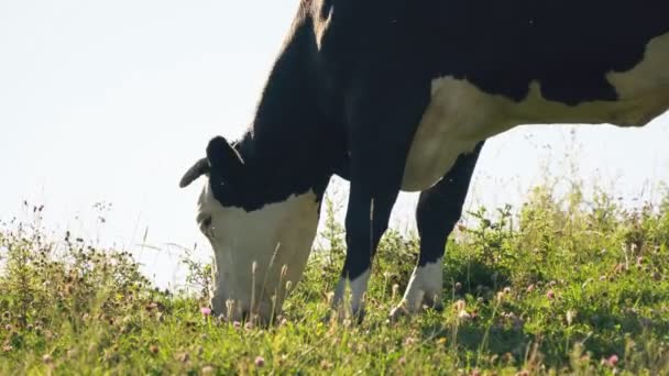 Cows graze on the lawn — Stock Video