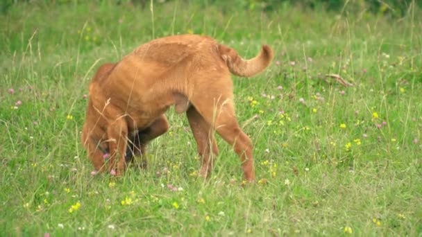 Cins shar pei — Stok video