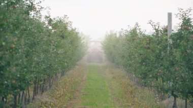 elma ağacı bir traktör ile püskürtme