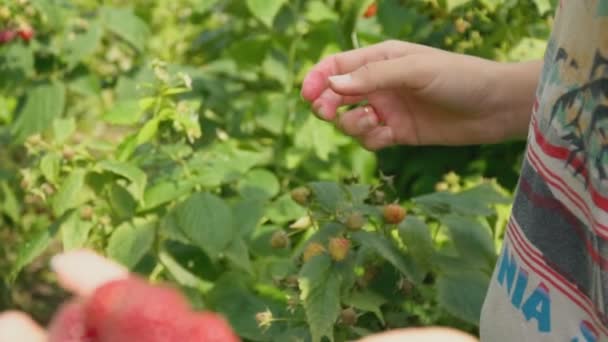 Assembly raspberries closeup — Stock Video