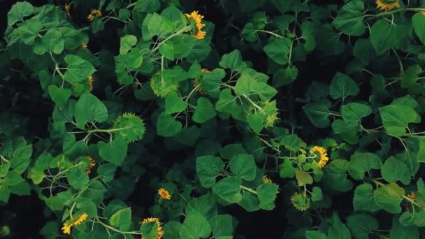 Цветы подсолнуха — стоковое видео