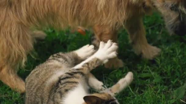 A batalha de um cão e um gato — Vídeo de Stock