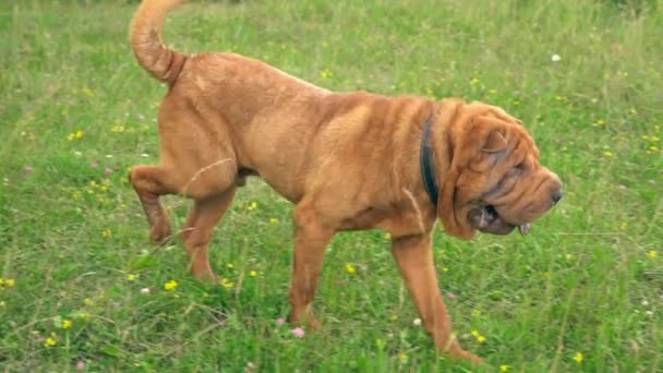 Cins shar pei — Stok video