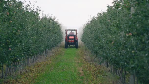 Pulverização de macieira com um trator — Vídeo de Stock