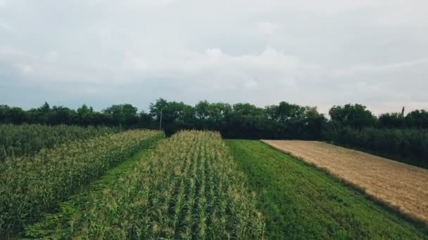 Campo con vista a las aves — Vídeo de stock