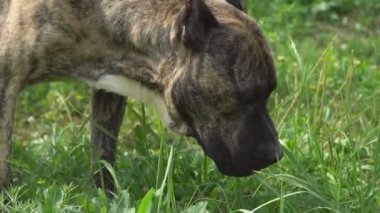 köpek Pitbull şeklinin