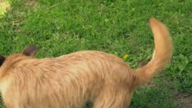 bir köpek ve kedi Savaşı