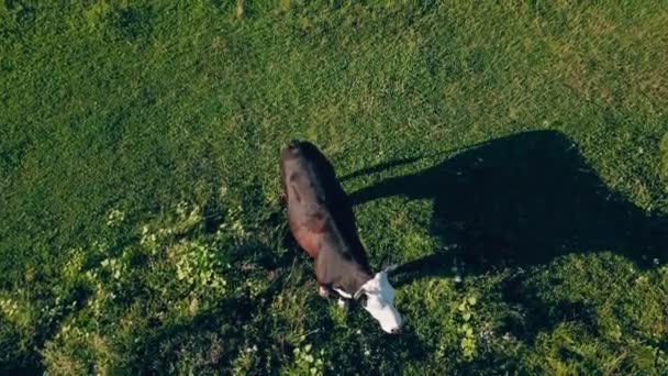 Çimenlerin üzerine inek otlatmak — Stok video