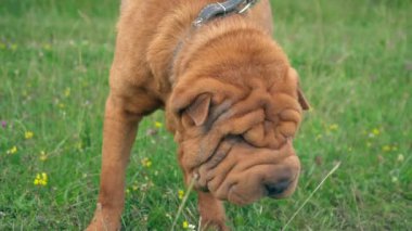cins shar pei