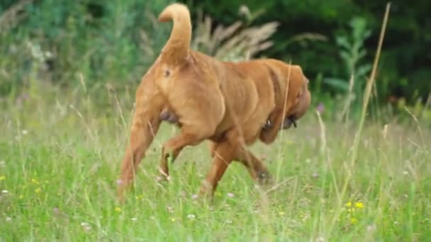 La raza de shar pei — Vídeos de Stock