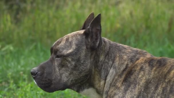 Hund der Pitbull-Form — Stockvideo