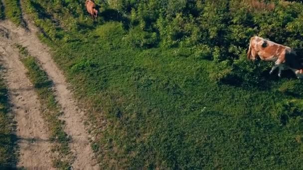 Vacas pastan en el césped — Vídeo de stock