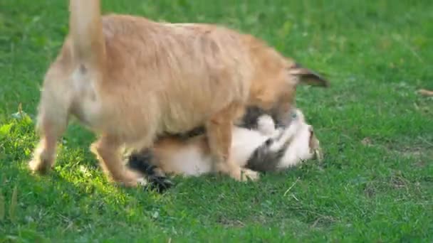 La battaglia di un cane e di un gatto — Video Stock