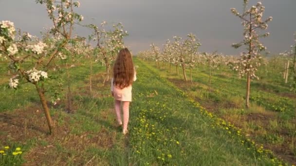 Meisje loopt rond de appelboomgaard — Stockvideo