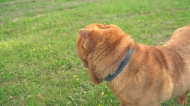 cins shar pei