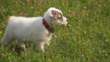 Alabai doğurmak köpek yavrusu
