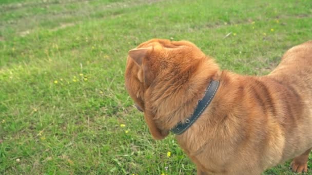 The breed of shar pei — Stock Video