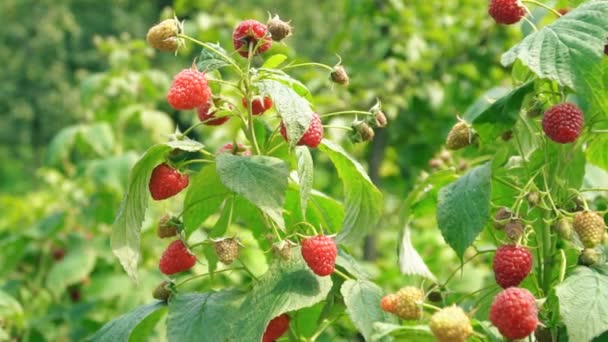 Fruits of raspberries on the bushes — Stock Video