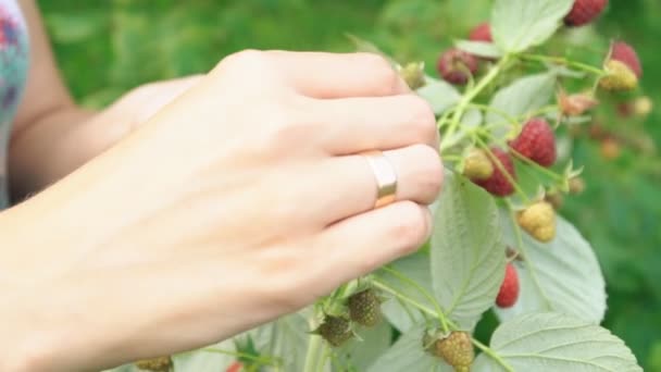 Assembly raspberries closeup — Stock Video